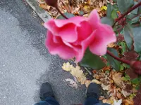 DSC02587.webp