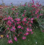 DSC02590.webp