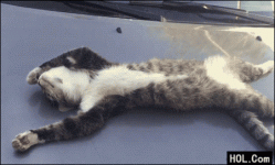 Cat-Sleeping-On-Car-Hood.gif