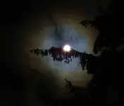 half moon cats moth 012.webp