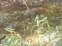 DSC00516.webp