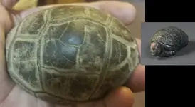 AztecTurtle.webp