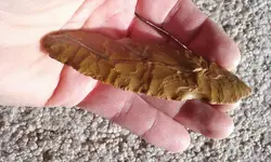 20181118_100209.webp