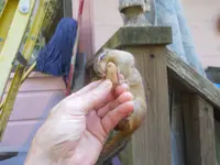 DSCN2418.webp