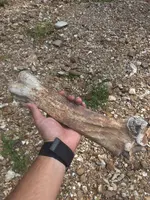 Bison Bone.2.webp