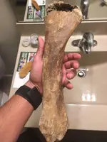 Bison Bone.webp