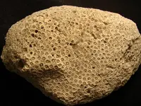 coral1.webp