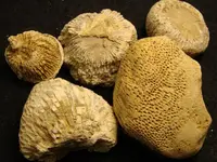 coral4.webp