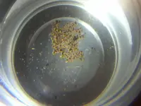 a lot of gold nuggets.webp