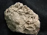 coral5.webp