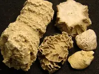 coral6.webp