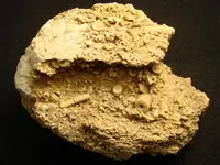 crinoid1.webp