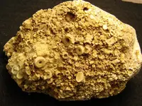 crinoid3.webp