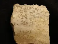 crinoid4.webp