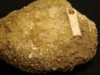 crinoid5.webp