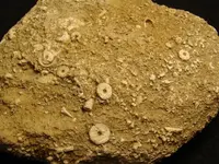 crinoid6.webp