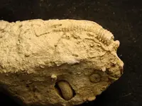 crinoid7.webp