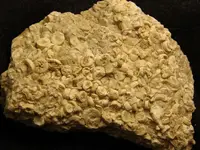 crinoid8.webp