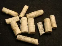 crinoid9.webp