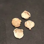 ImageUploadedByTreasureNet.com1541023386.350809.webp
