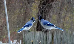 K1600_DSCN1870.webp
