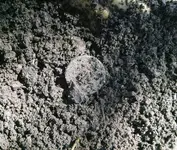 LC dirt.webp