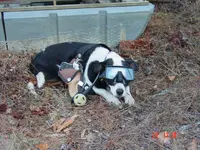 doggonedredger.webp