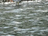DSCN7610.webp
