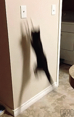 Lights out with cat.gif