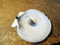 Chewed Round Ball NH .11.30.2018 pic.1.webp