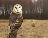 th owl.webp