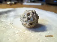 Chewed Round Ball NH .11.30.2018 pic.4.webp