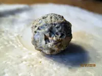 Chewed Round Ball NH .11.30.2018 pic.6.webp