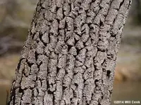 oxar1160615 (1).webp