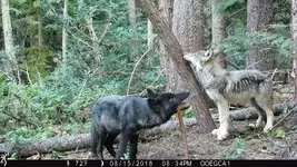 woof1.webp