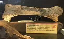 ostrich_femur_halved.webp