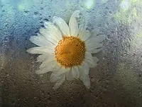 DSCN1729.webp