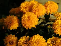 DSCN2346.webp