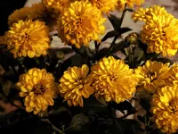 DSCN2347.webp