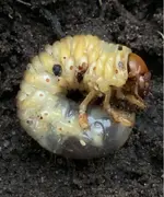 ImageUploadedByTreasureNet.com1545365407.973383.webp
