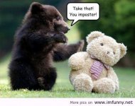 baby-bear-punches-teddy-bear.jpg