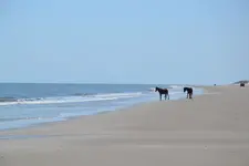 2012_0414Mttohuntdeer4th0161.webp