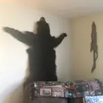 BillyBruin.webp