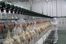 Chicken-Slaughter-Machine-From-China.jpg