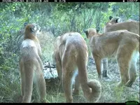4lion.webp