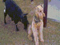 200w (1).gif 200w (1).gif