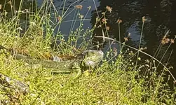miami iguana 2018.webp
