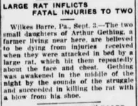 large rat.webp