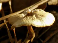 DSCN2356.webp