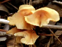 DSCN2352.webp